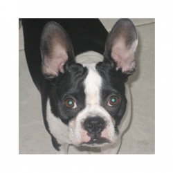 daisy the boston terrier